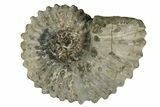 Bumpy Ammonite (Douvilleiceras) Fossil - Madagascar #247949-1